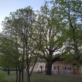 Juhász Gyula emlékfa, Makó - Egyéb