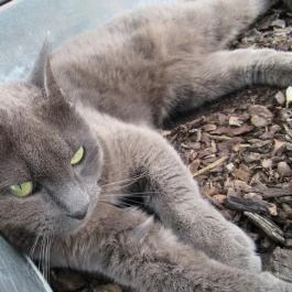 Jurisics vár, Kőszeg - Egyéb