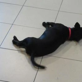 Jurta Korcsma Budapest - Egyéb