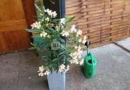 Kacsa Bisztró Budapest