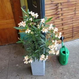 Kacsa Bisztró Budapest - Egyéb