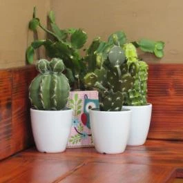 Kaktusz - A Mexikonyha Budapest - Belső