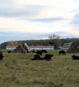 Kápolnapusztai Bivalyrezervátum