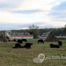 Kápolnapusztai Bivalyrezervátum Kápolnapuszta - Egyéb