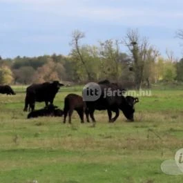 Kápolnapusztai Bivalyrezervátum Kápolnapuszta - Egyéb