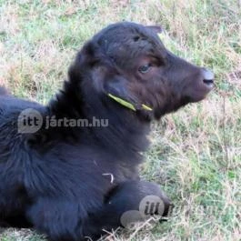 Kápolnapusztai Bivalyrezervátum Kápolnapuszta - Egyéb