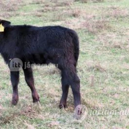 Kápolnapusztai Bivalyrezervátum Kápolnapuszta - Egyéb