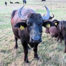 Kápolnapusztai Bivalyrezervátum Kápolnapuszta - Egyéb