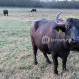 Kápolnapusztai Bivalyrezervátum Kápolnapuszta - Egyéb