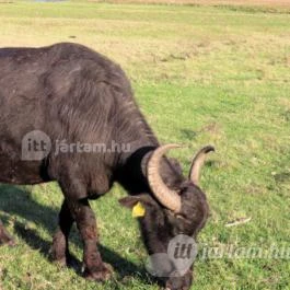 Kápolnapusztai Bivalyrezervátum Kápolnapuszta - Egyéb