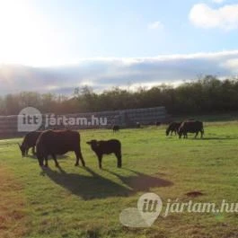 Kápolnapusztai Bivalyrezervátum Kápolnapuszta - Egyéb