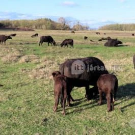 Kápolnapusztai Bivalyrezervátum Kápolnapuszta - Egyéb