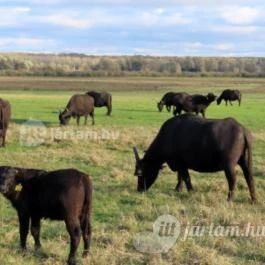 Kápolnapusztai Bivalyrezervátum Kápolnapuszta - Egyéb