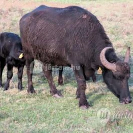Kápolnapusztai Bivalyrezervátum Kápolnapuszta - Egyéb
