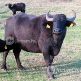 Kápolnapusztai Bivalyrezervátum Kápolnapuszta - Egyéb