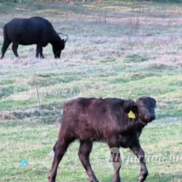 Kápolnapusztai Bivalyrezervátum Kápolnapuszta - Egyéb