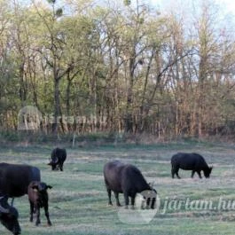 Kápolnapusztai Bivalyrezervátum Kápolnapuszta - Egyéb