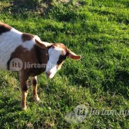 Kápolnapusztai Bivalyrezervátum Kápolnapuszta - Egyéb