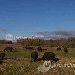 Kápolnapusztai Bivalyrezervátum Kápolnapuszta - Egyéb