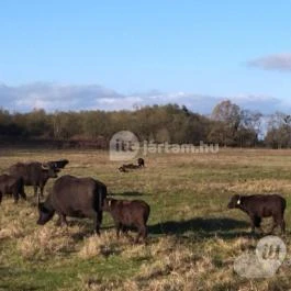 Kápolnapusztai Bivalyrezervátum Kápolnapuszta - Egyéb