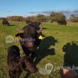 Kápolnapusztai Bivalyrezervátum Kápolnapuszta - Egyéb