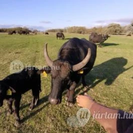 Kápolnapusztai Bivalyrezervátum Kápolnapuszta - Egyéb