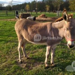 Kápolnapusztai Bivalyrezervátum Kápolnapuszta - Egyéb