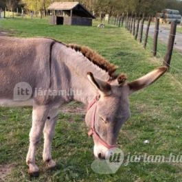 Kápolnapusztai Bivalyrezervátum Kápolnapuszta - Egyéb