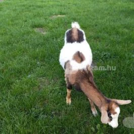 Kápolnapusztai Bivalyrezervátum Kápolnapuszta - Egyéb