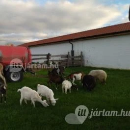 Kápolnapusztai Bivalyrezervátum Kápolnapuszta - Egyéb