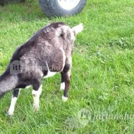 Kápolnapusztai Bivalyrezervátum Kápolnapuszta - Egyéb