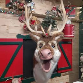 Karácsonyház, Gödöllő - Egyéb