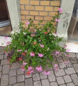 Kasléder Teaház & Kávézó