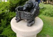 Kavicsfogú álteknős Veszprém