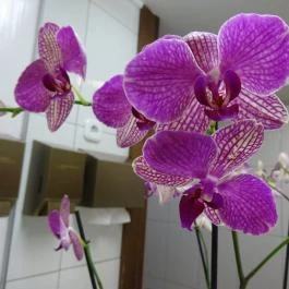 Kékes Zöld Étterem, Gyöngyös - Mosdó