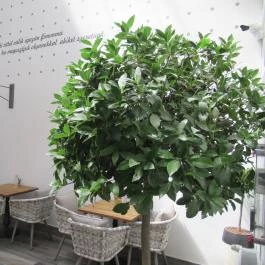 Kemenes Cukrászda & Bisztró Budapest - Belső