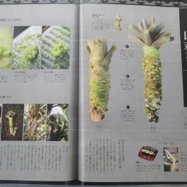 Kicsi Japán - Üllői út Budapest - Étlap/itallap