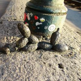 Kolodko: Lufikutya csonttal miniszobor Budapest - Egyéb