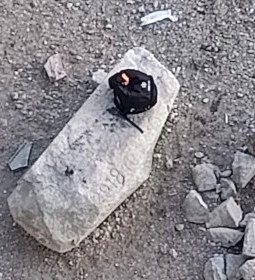 Kolodko: Meditáló nyúl miniszobor