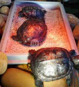 Kölyökvadon Játszóház Étterem - Récsei Center