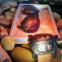 Kölyökvadon Játszóház Étterem - Récsei Center Budapest - Egyéb