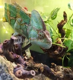 Kölyökvadon Játszóház Étterem - Récsei Center