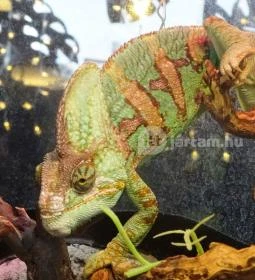 Kölyökvadon Játszóház Étterem - Récsei Center