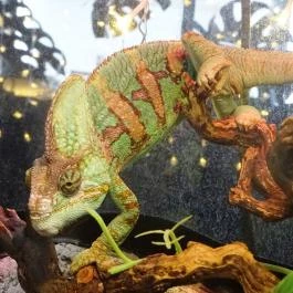 Kölyökvadon Játszóház Étterem - Récsei Center Budapest - Étel/ital