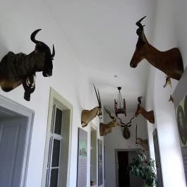 Forgách-kastély Szécsény - Egyéb