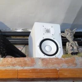 Lemmïng, Budapest - Egyéb