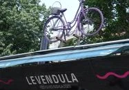 Levendula Kézműves Fagylaltozó - Akvárium Budapest