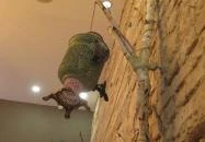 Little Geisha Can Cook Budapest