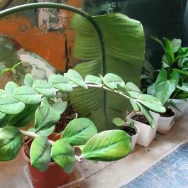 Lokum Brunch & Bistro, Budapest - Belső