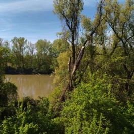 Lombkorona sétány Makó - Egyéb